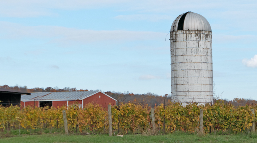 Farm silo in the background with grape vines in the foreground.
