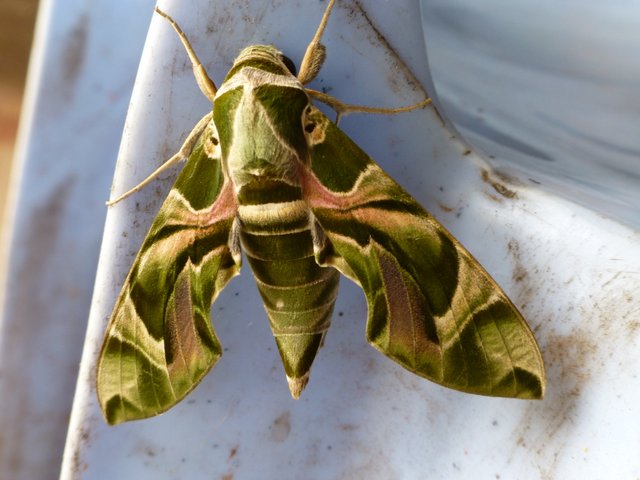 beautiful moths