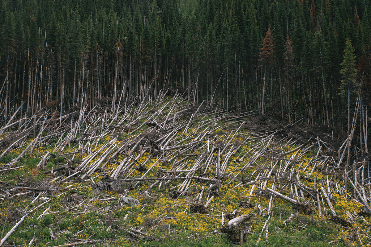 A matchstick forest of blow down along the Great Divide bike route