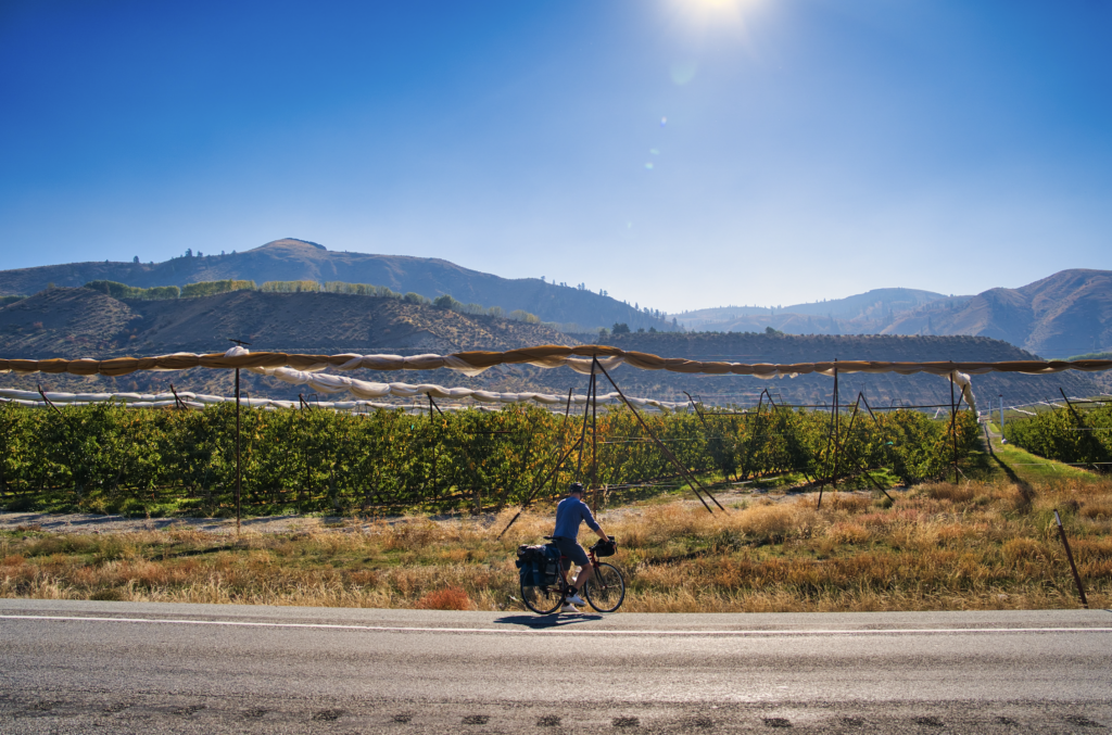 A person bikes on a paved road by short espaliered apples trees.