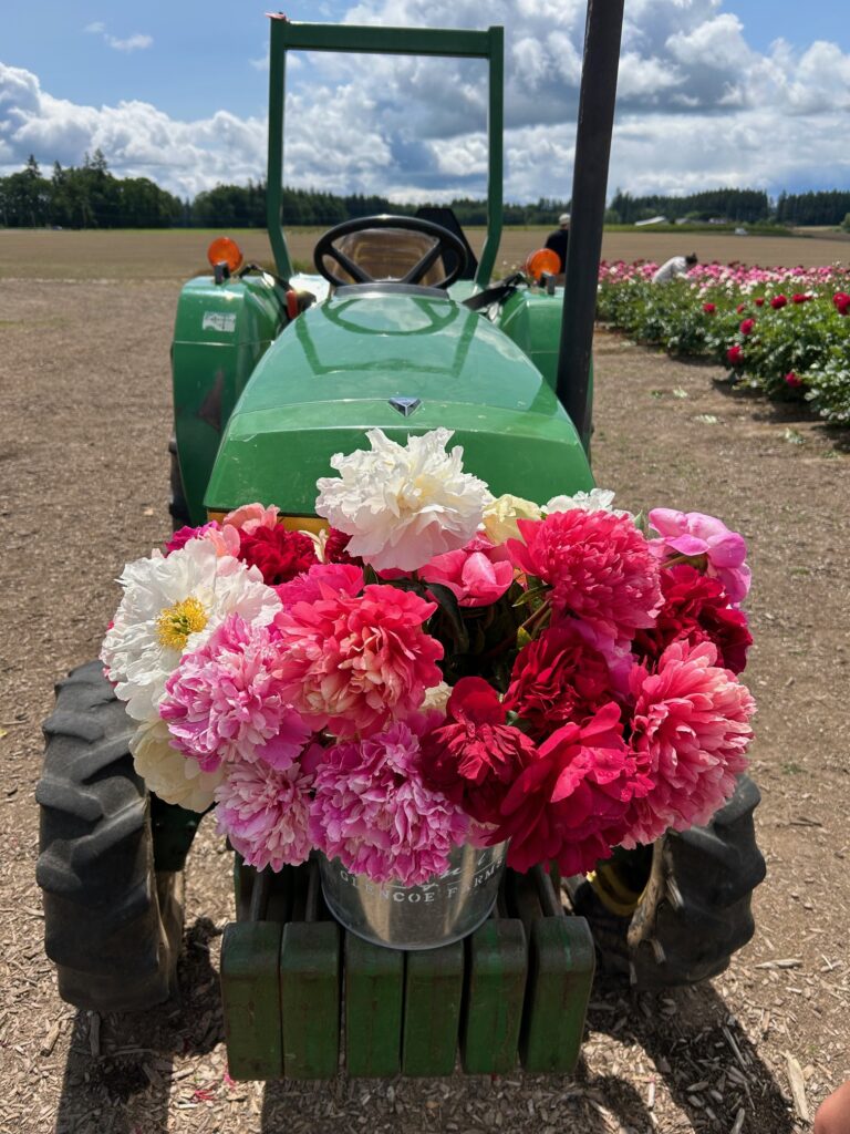 A tractor with a bouquet of peonies.