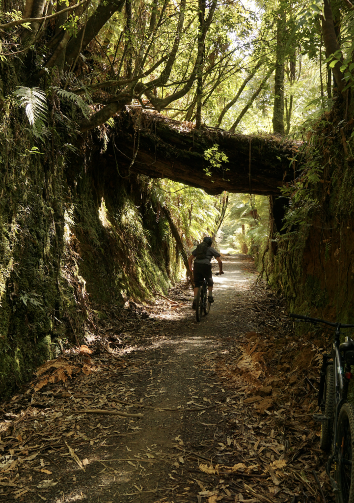 Cyclist on a mountain bike heads up an incline and passes under a rotting fallen log.