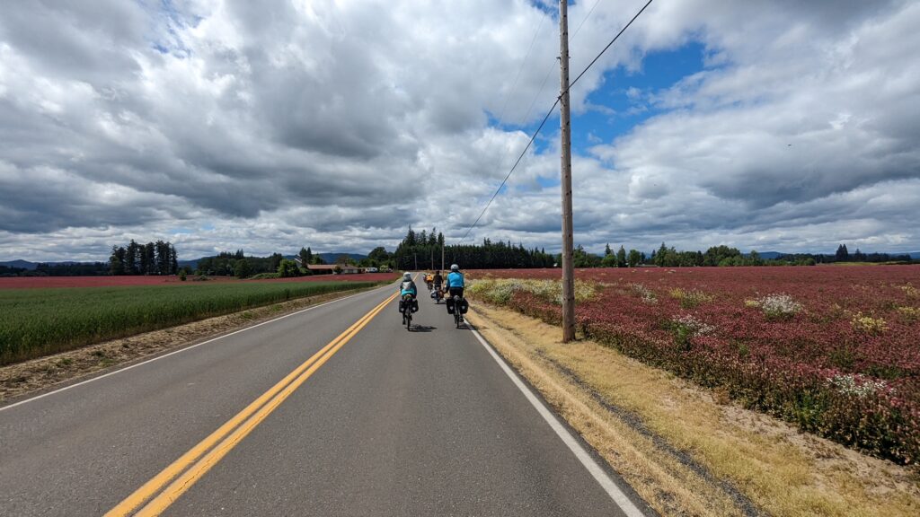 Several riders pass fields of clover.